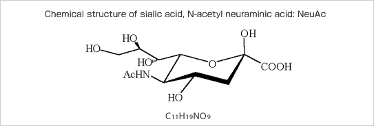 Chemical structure of sialic acid, N-acetyl neuraminic acid: NeuAc