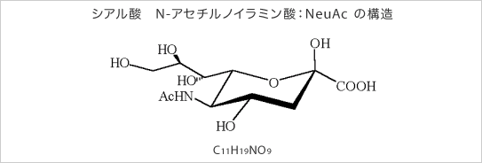 図：シアル酸 N-アセチルノイラミン酸:NeuAcの構造